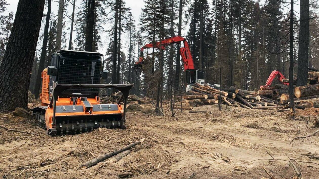 Innovation ArborWorks