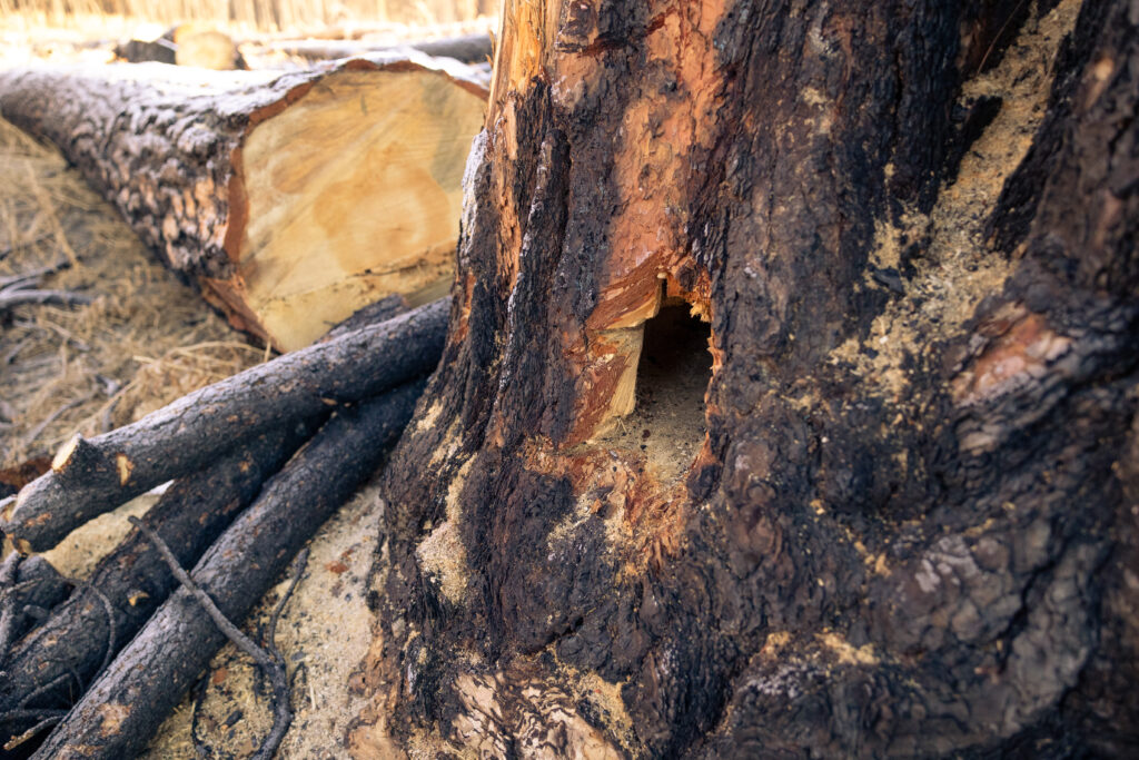 Figure 1 - A Pine Martin den carved into the stump of a removed tree.