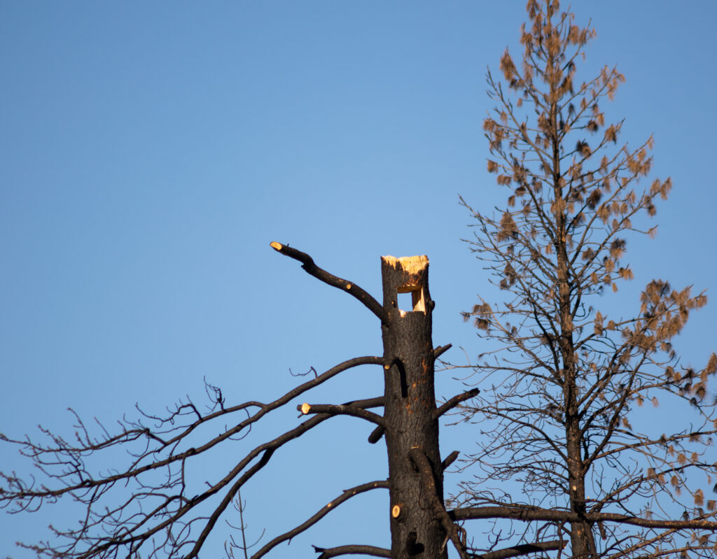 Figure 2 - A raptor nest carved into the top of a designated "wildlife tree".